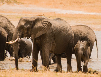 Elephants walking on lakeshore at national park