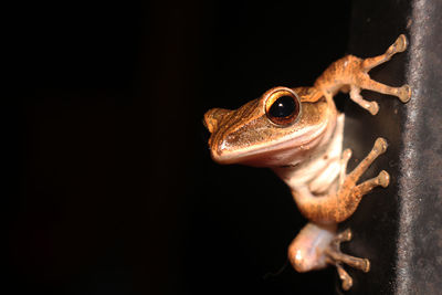 Close-up of frog on metal against black background