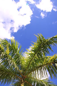 Low angle view of palm trees against cloudy sky