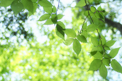 Low angle view of leaves on tree in forest