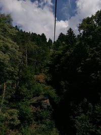 Low angle view of trees in forest against sky