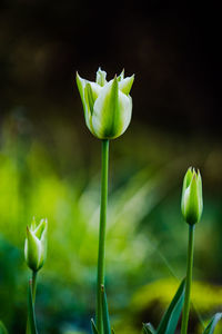 Close-up of flower against blurred background