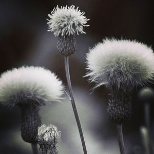 Close-up of dandelion flower