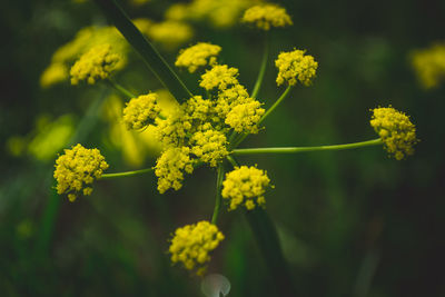 Close-up of yellow flowering plant