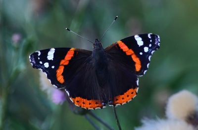 Close-up of butterfly pollinating on flower