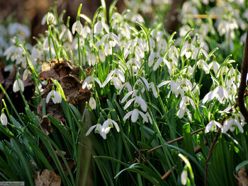Close-up of plants