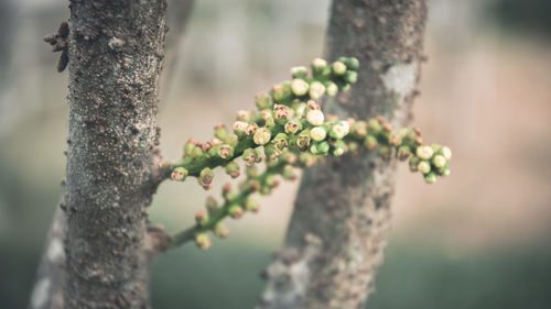 Close-up of white flowering plant