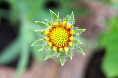 Close-up of yellow flower