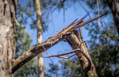 Low angle view of damaged tree against blue sky