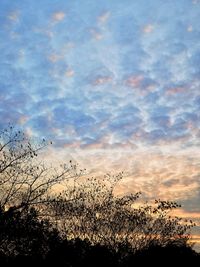 Low angle view of silhouette plants against sky during sunset