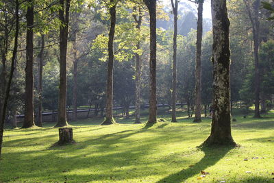 Trees in park