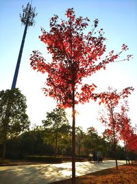 Tree against clear sky