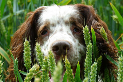 Close-up portrait of dog