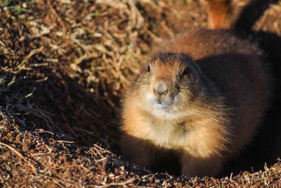 Prairie dog