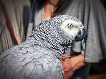 Close-up of parrot perching