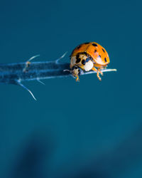 Close-up of ladybug