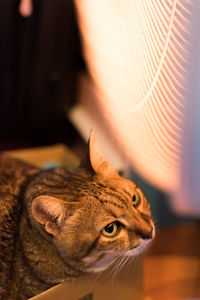 Close-up of a cat looking away at home