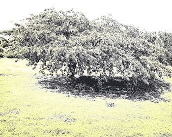 View of trees on field