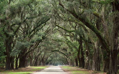 Road passing through forest