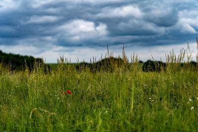 Scenic view of grassy field against sky