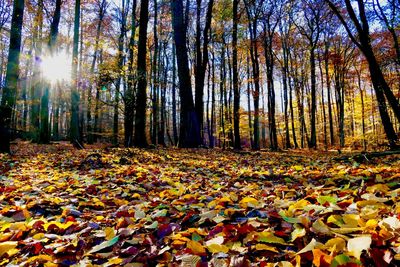 Autumn leaves on trees in forest