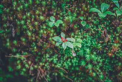 Close-up of purple flowering plant