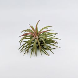 Close-up of plant against white background