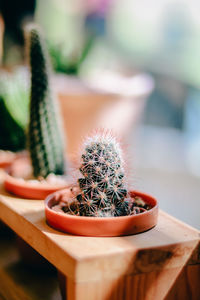 Close-up of succulent plant in pot