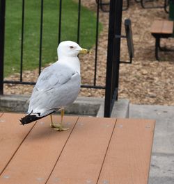 Close-up of seagull perching on table