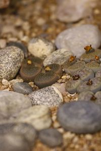 Full frame shot of pebbles