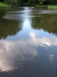 Ducks swimming in lake