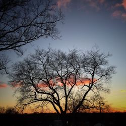 Silhouette of bare trees against sky at sunset