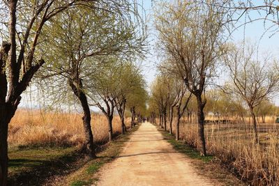 Footpath amidst trees