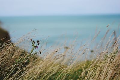 Close-up of grass growing in sea