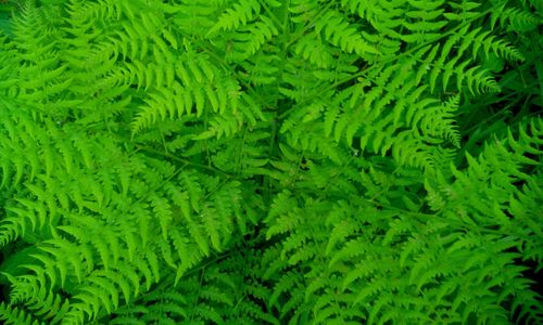 Full frame shot of green plant