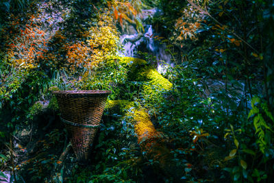 Plants in basket in forest