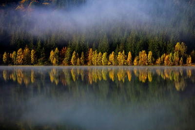 Scenic view of lake by trees in forest