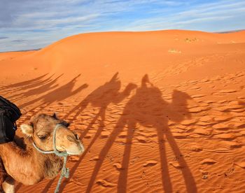 Camels at sandy desert