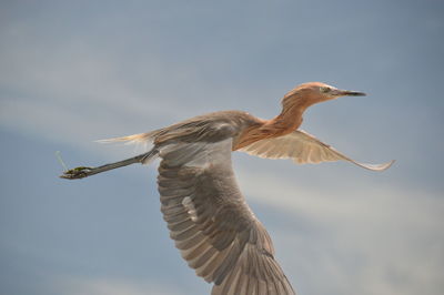 View of brown bird flying against sky