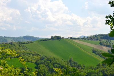 Scenic view of agricultural field against sky