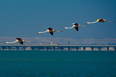 Seagulls flying over sea against sky