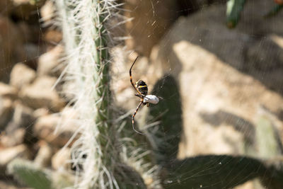 Close-up of spider on web