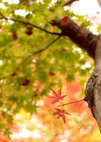 Low angle view of tree branches