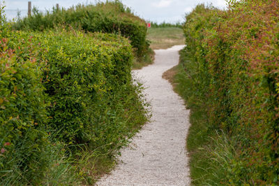 Footpath amidst plants growing on field