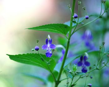 Close-up of flowers blooming outdoors