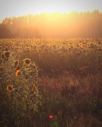 Scenic view of grassy field against sky during sunset