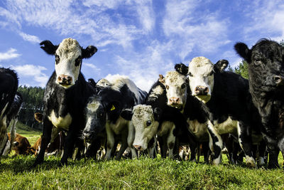 Portrait of cow on field against sky