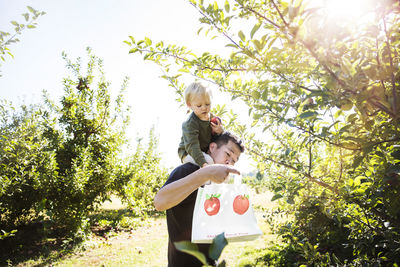 Father carrying son on shoulder while harvesting in apple orchard