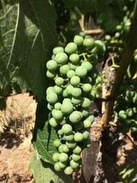 Close-up of grapes