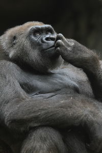 Close-up of gorilla relaxing in zoo